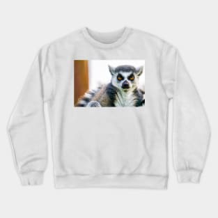 Intense Lemur stare Crewneck Sweatshirt